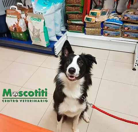 Grupo Veterinario Mascotiti perro y alimentos para mascotas