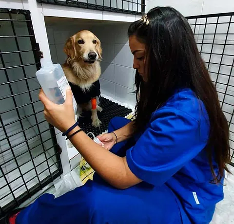 Grupo Veterinario Mascotiti perro hospitalizado