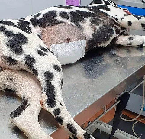 Grupo Veterinario Mascotiti perro después de cirugía 