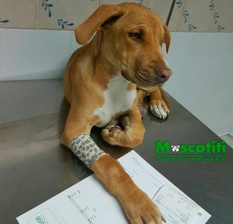 Grupo Veterinario Mascotiti perro con documento